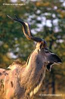 Kudu 90-15-08